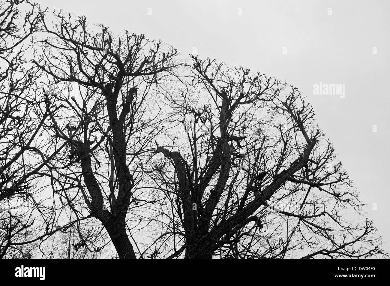 Palazzo a Sceaux, Parigi, taglio quadrato Topiaria da alberi Foto Stock