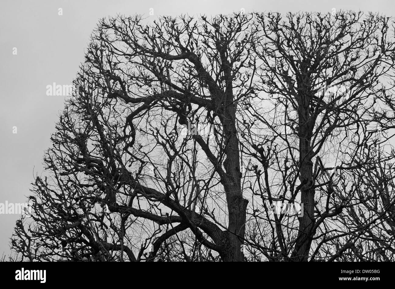 Palazzo a Sceaux, Parigi, taglio quadrato Topiaria da alberi Foto Stock