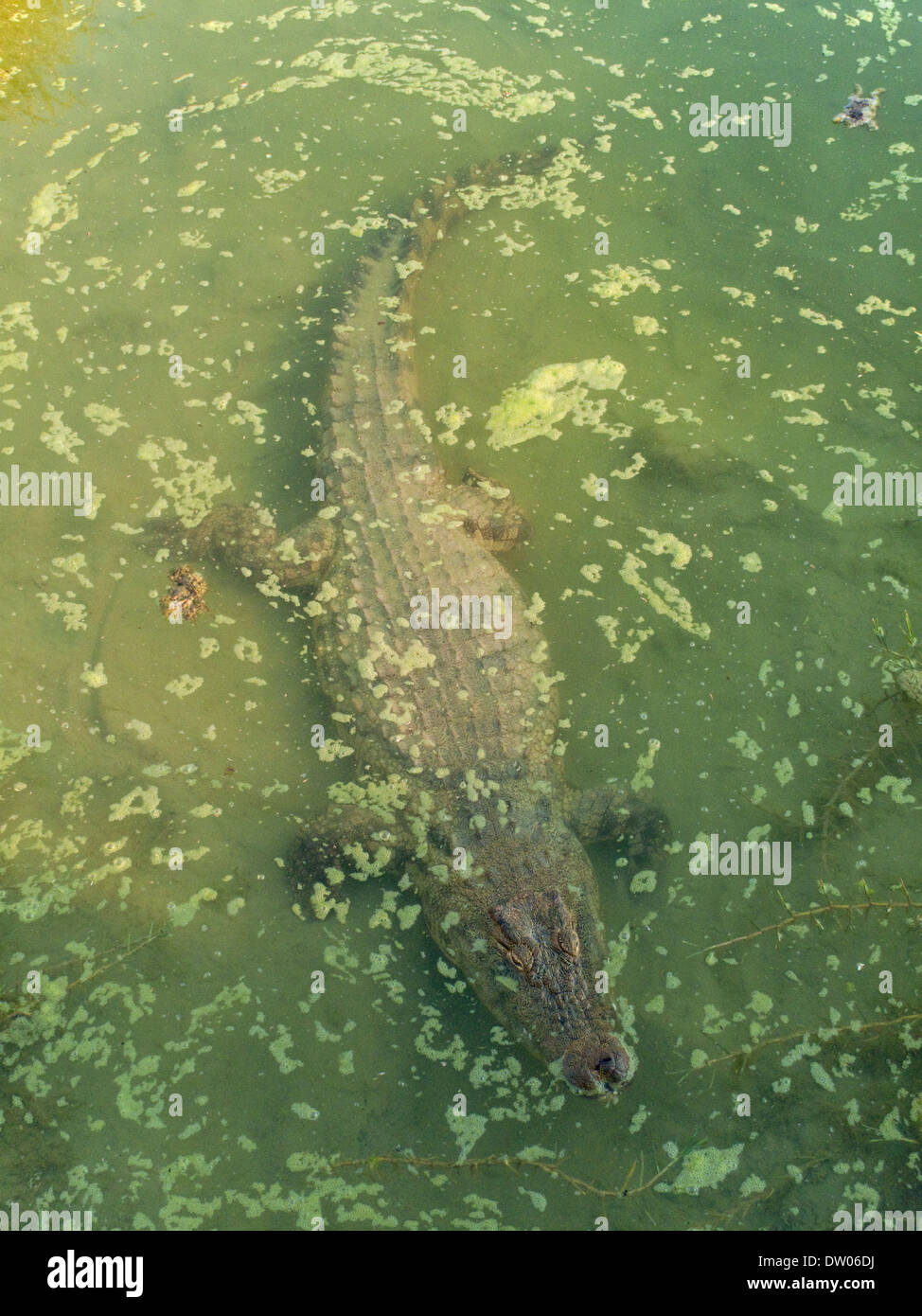 Coccodrillo del Nilo (Crocodylus niloticus), in un pool, prigionieri Harnas Wildlife Foundation, Namibia Foto Stock