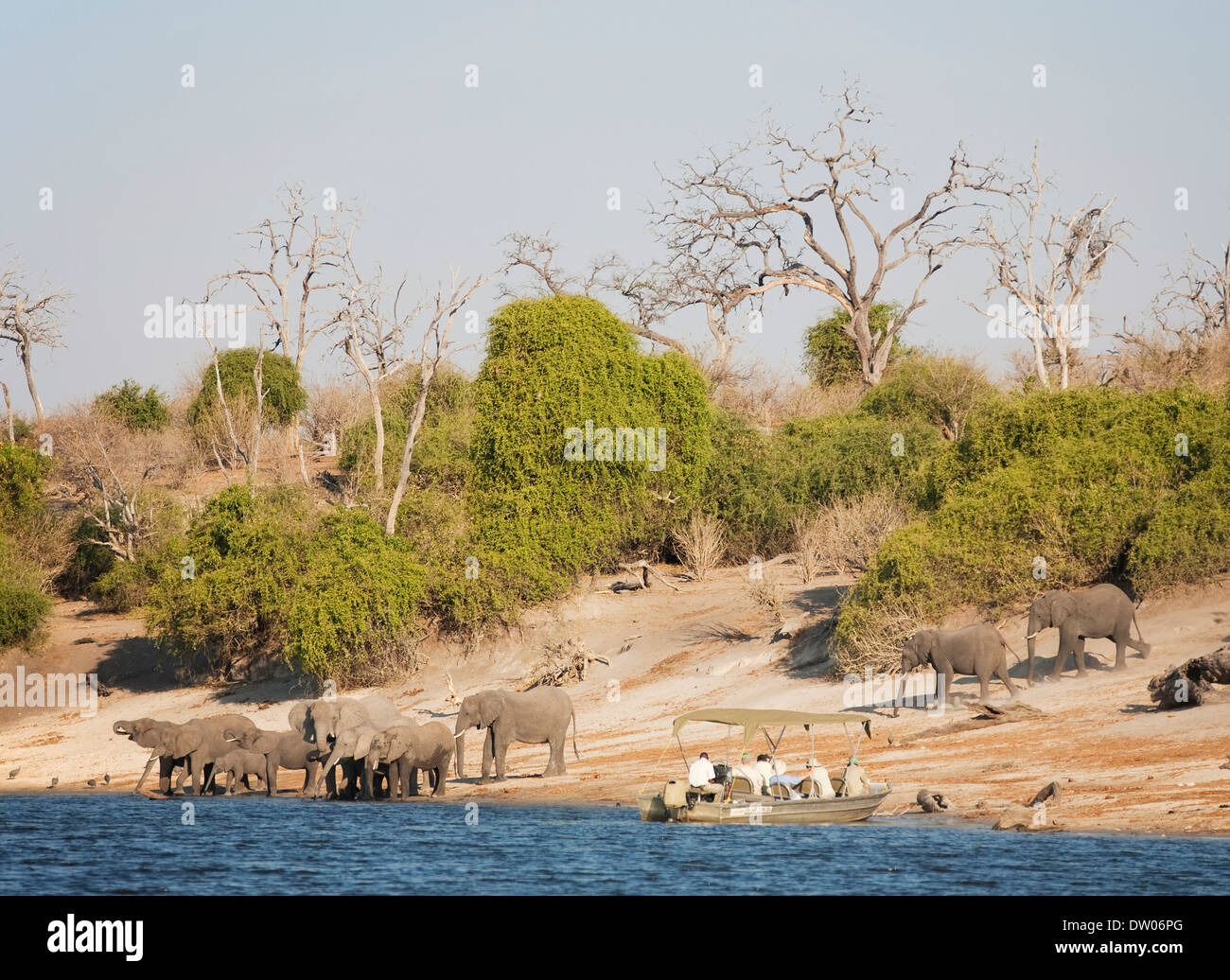 I turisti in una crociera in barca sul fiume Chobe osservare un allevamento allevamento d'elefante africano (Loxodonta africana) bere alla Foto Stock
