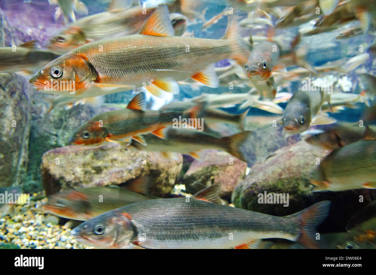 Big-Scaled Redfin Foto Stock