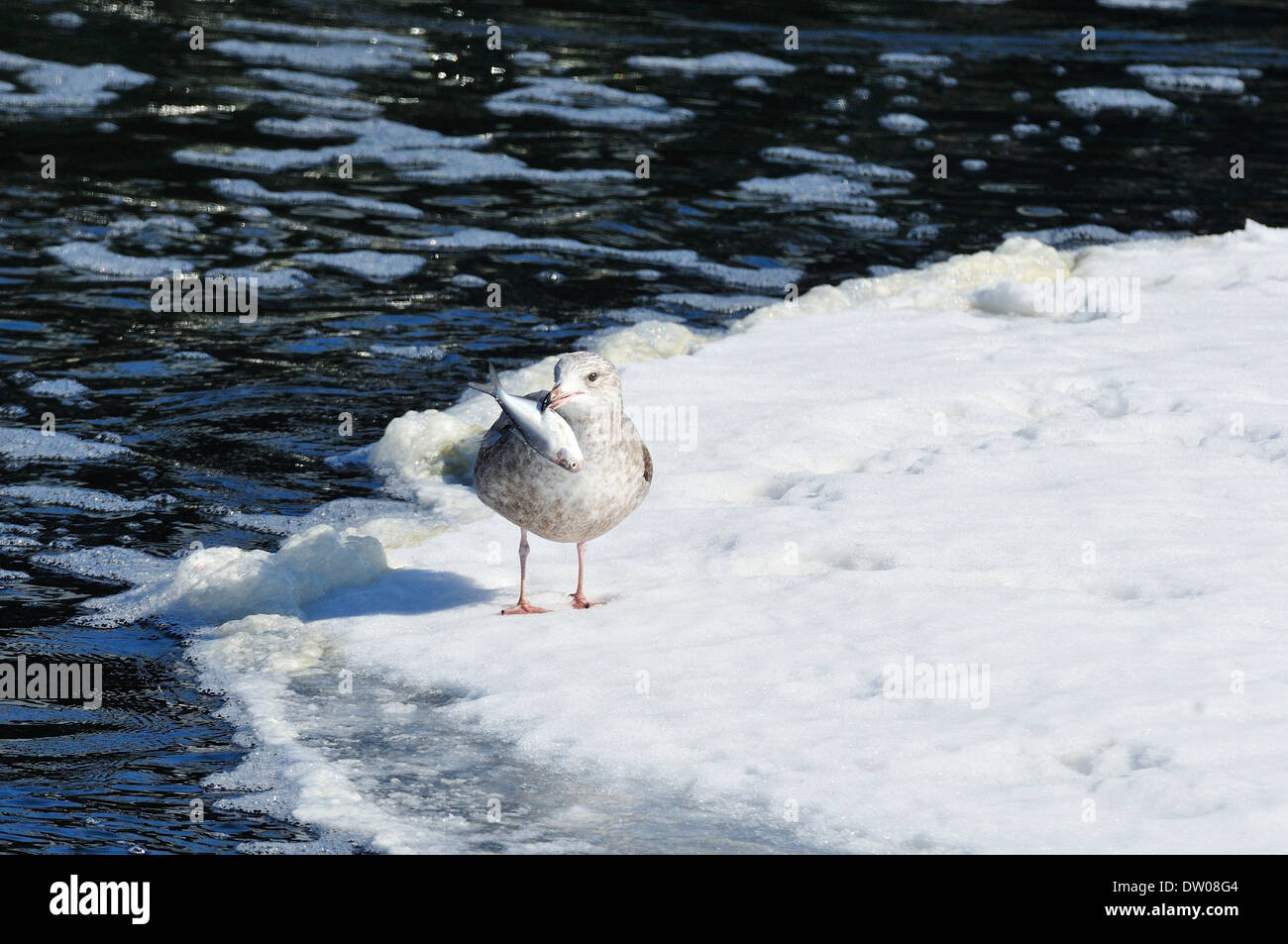 Seagull su ghiaccio con il pesce in bocca. Foto Stock