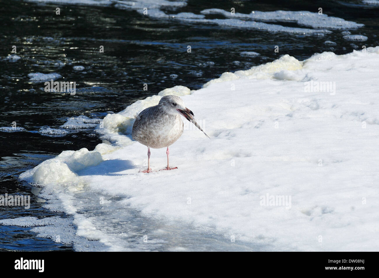Seagull su ghiaccio con il pesce in bocca. Foto Stock