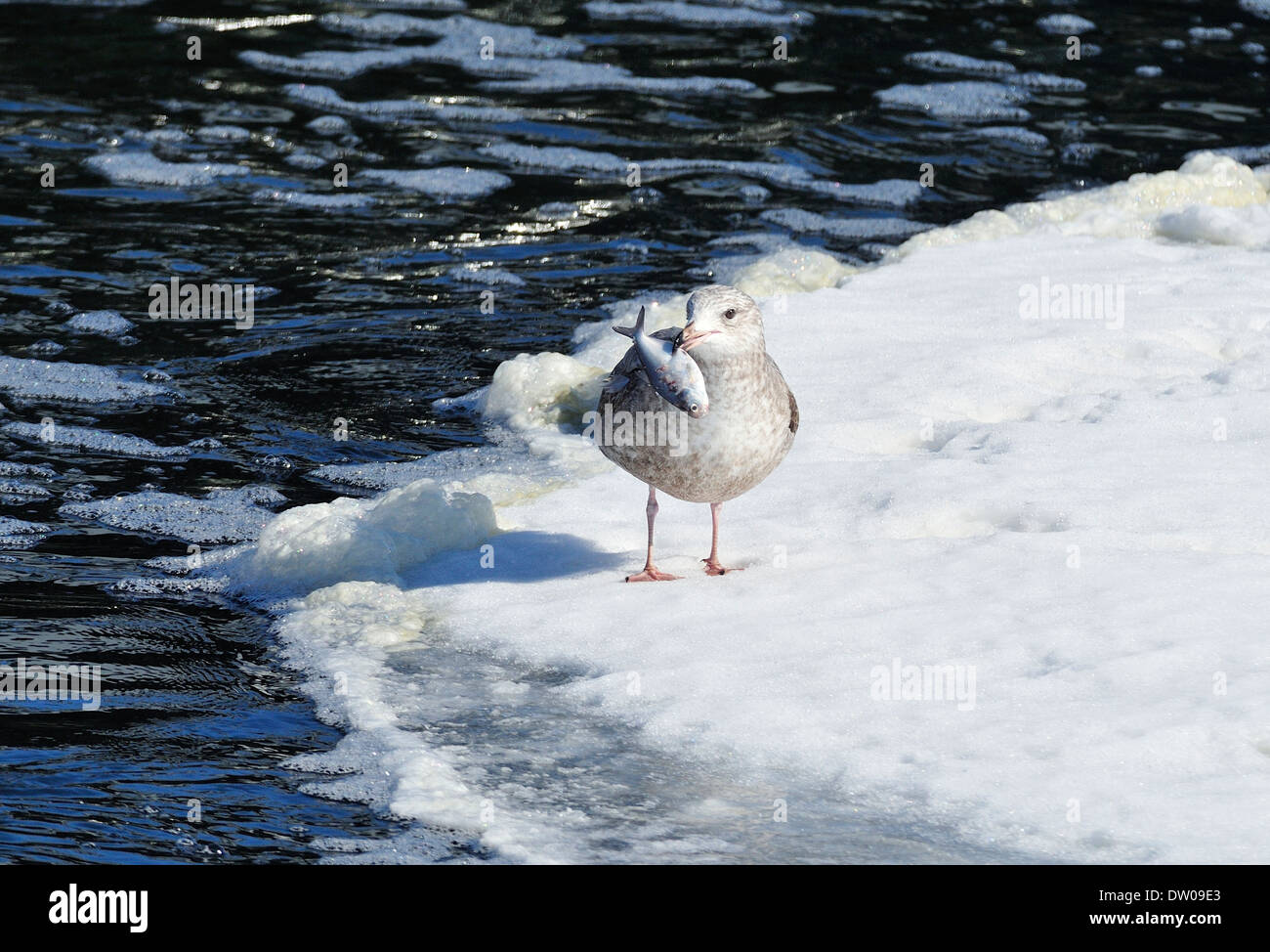 Seagull su ghiaccio con il pesce in bocca. Foto Stock
