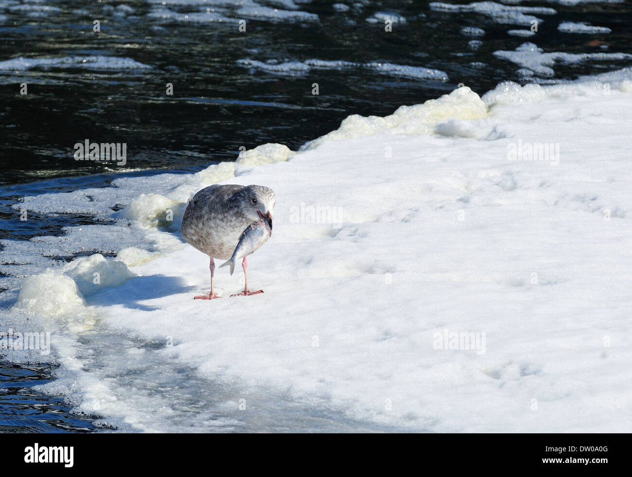 Seagull su ghiaccio con il pesce in bocca. Foto Stock