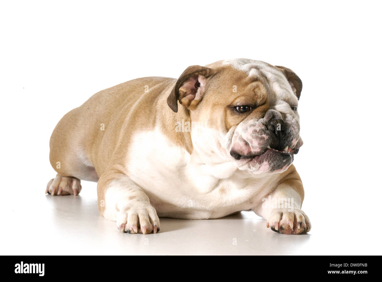 Ricerca Aggressiva Cane Bulldog Inglese Con Denti Che Mostra E