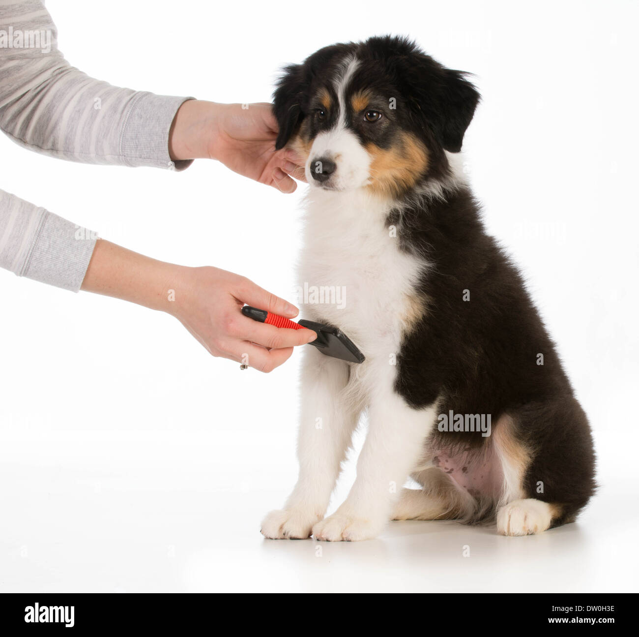 Toelettatura cani - pastore australiano seduta spazzolato isolati su sfondo bianco Foto Stock