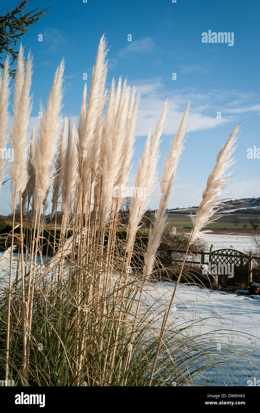 Pampas pennacchi di erba in un giardino inglese in inverno Foto Stock