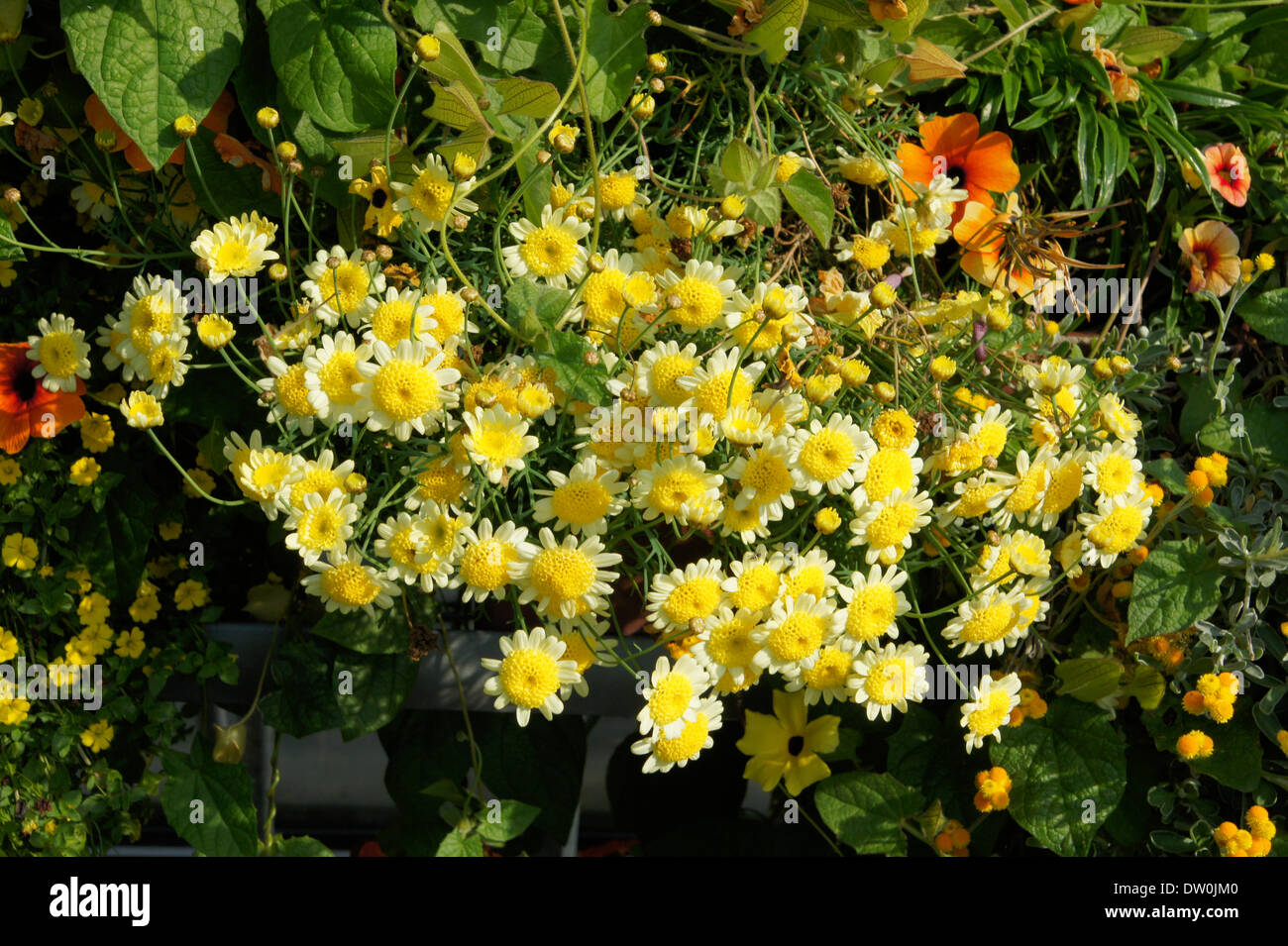 Marguerite Daisy Foto Stock