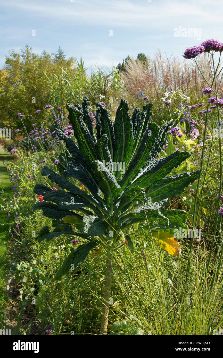 Kale Lacinato Foto Stock