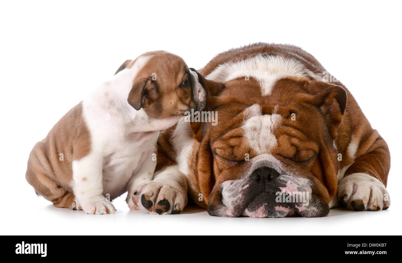 Raccontare segreti - Bulldog inglese cucciolo di raccontare il suo padre un segreto isolati su sfondo bianco - 8 settimane Foto Stock