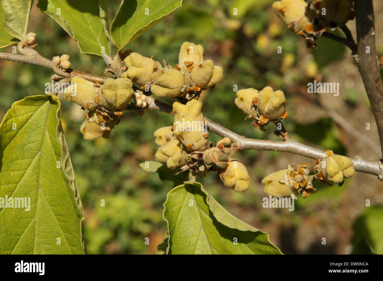 Amamelide Foto Stock