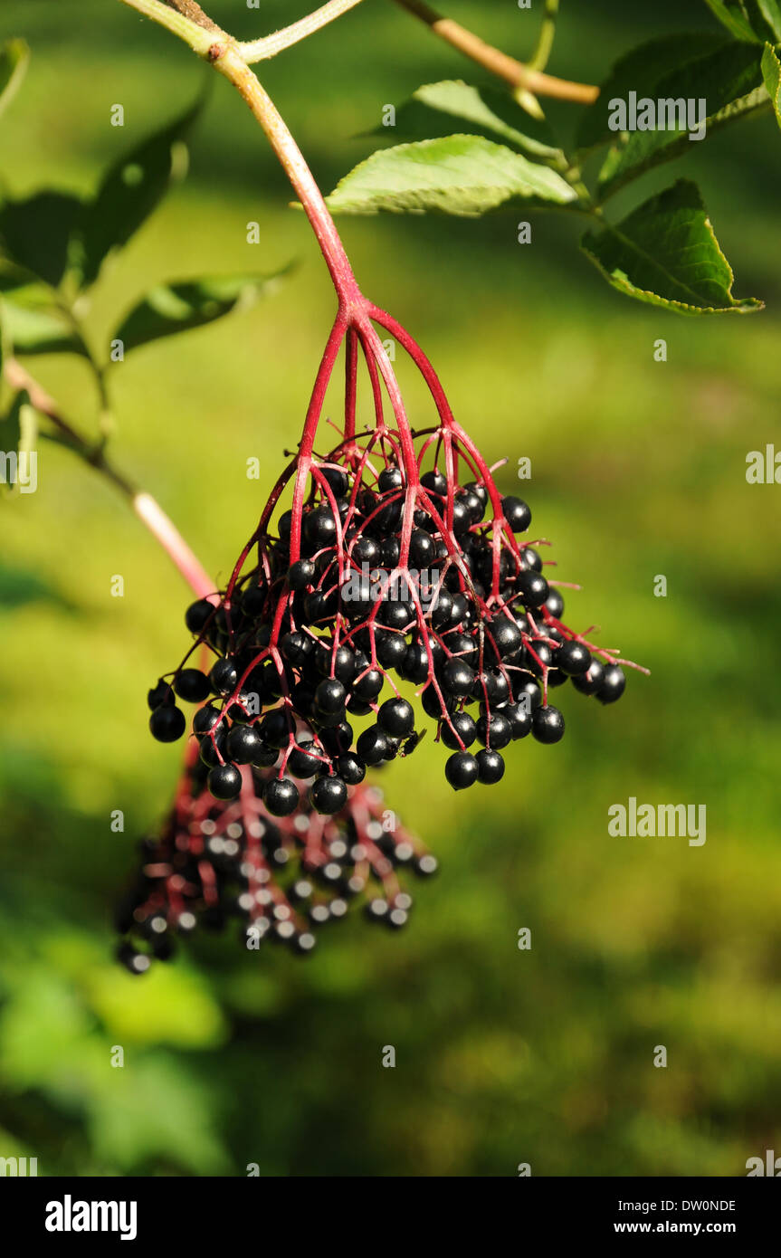 Sambuco nero Foto Stock