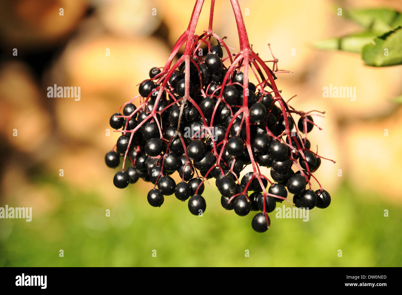 Sambuco nero Foto Stock