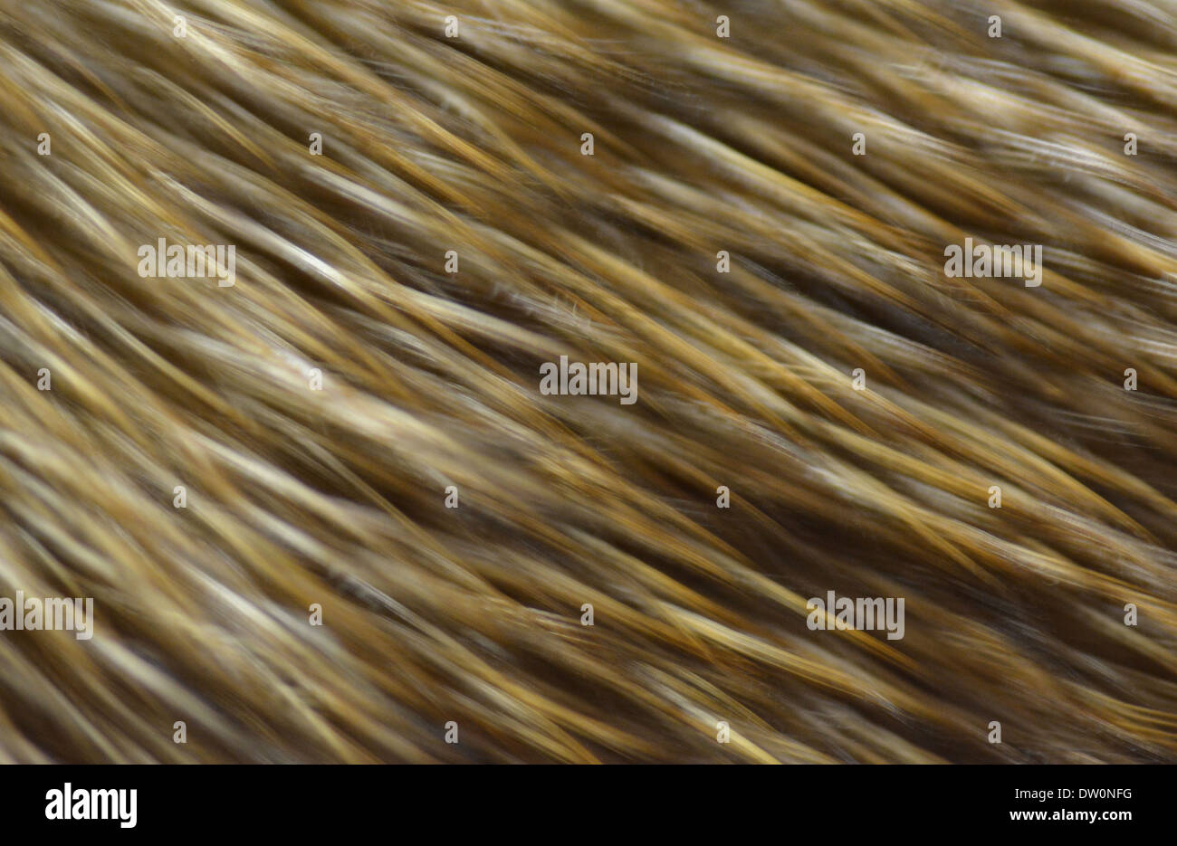 Sfondo giallo texture dei capelli Foto Stock