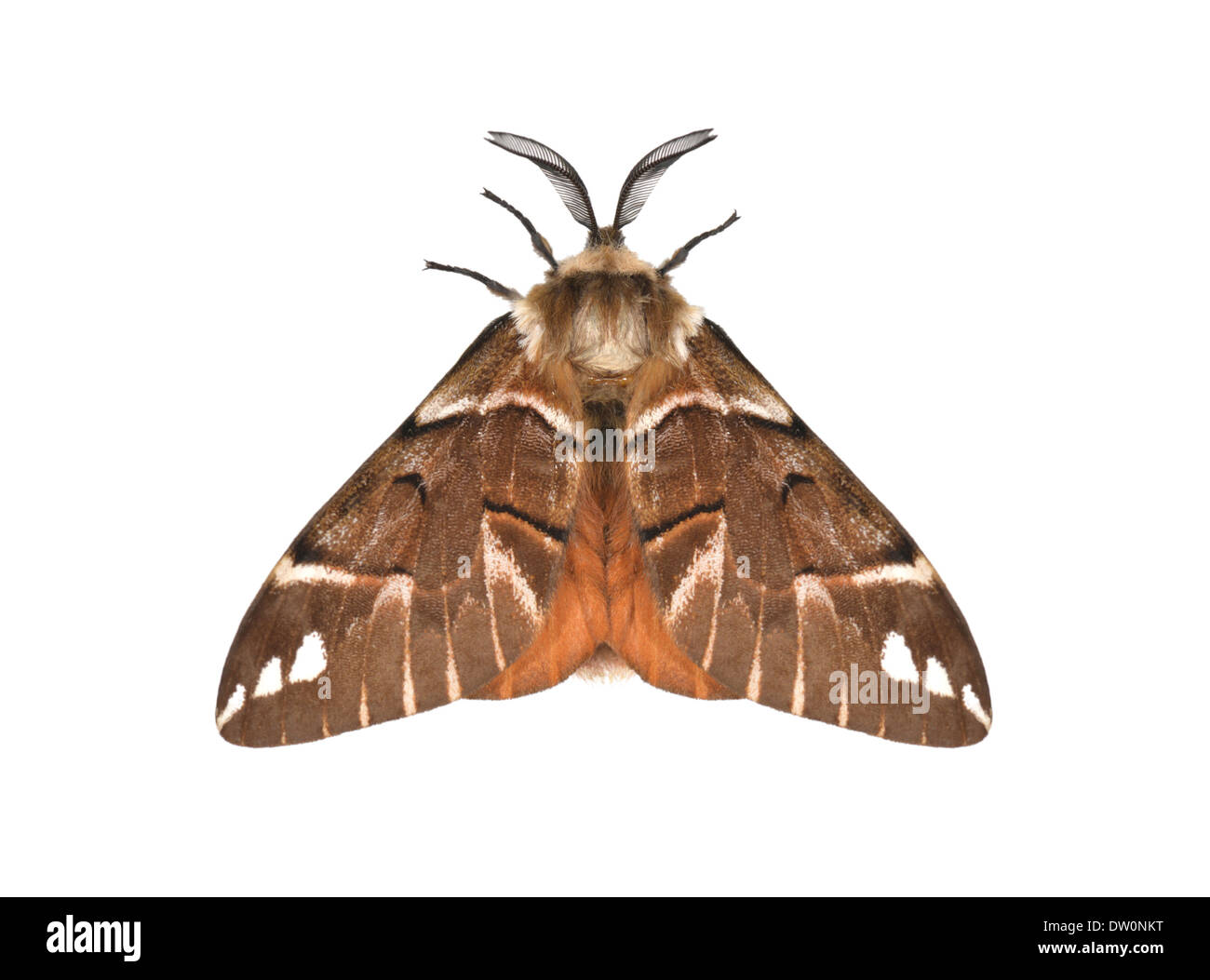 Kentish Gloria - Endromis versicolora - maschio Foto Stock