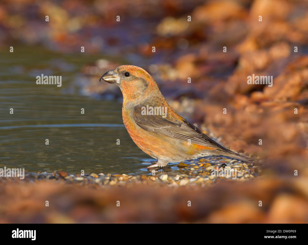 Common Crossbill Loxia curvirostra - maschio Foto Stock