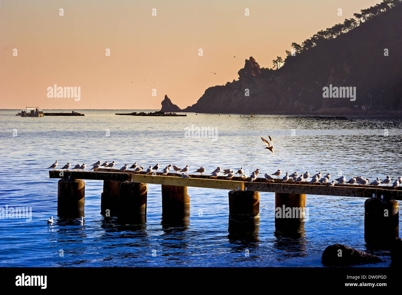 L'Europa, Francia, Alpes-Maritimes, Mandelieu. Gabbiani. Foto Stock