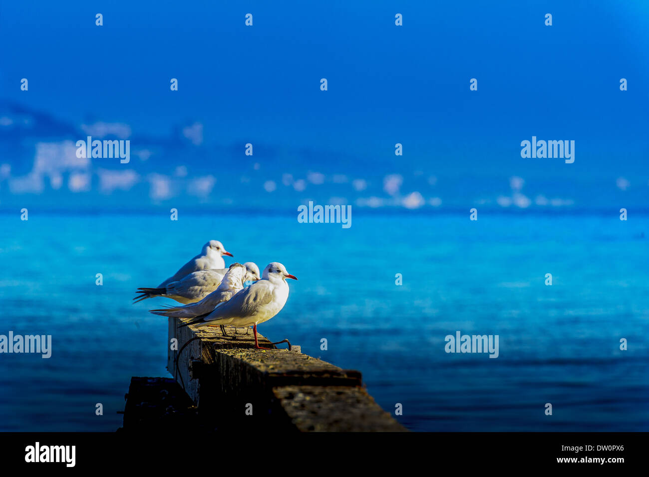 L'Europa, Francia, Alpes-Maritimes, Mandelieu. Gabbiani. Foto Stock