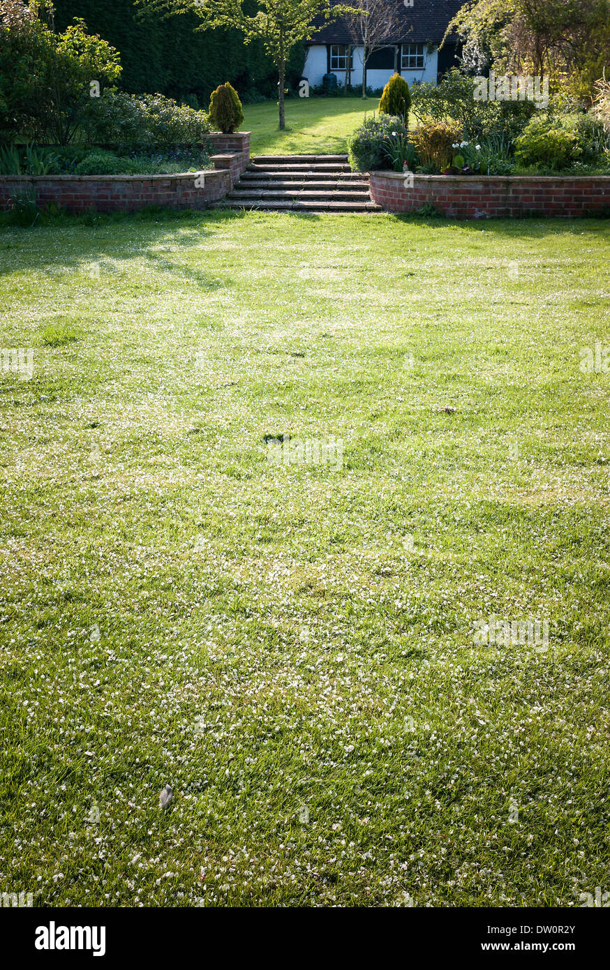 Fiore di Ciliegio petali di fiori sul prato in un giardino Inglese UK Foto Stock