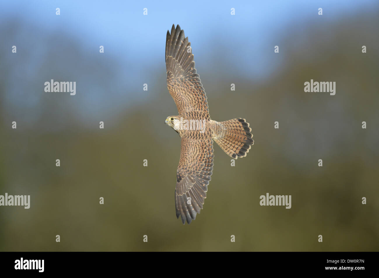 Il Gheppio Falco tinnunculus - Femmina Foto Stock