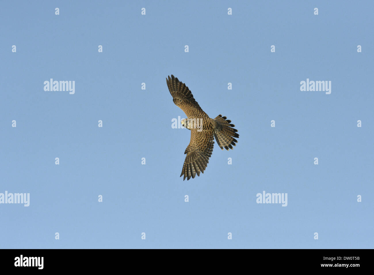 Il Gheppio Falco tinnunculus - Femmina Foto Stock