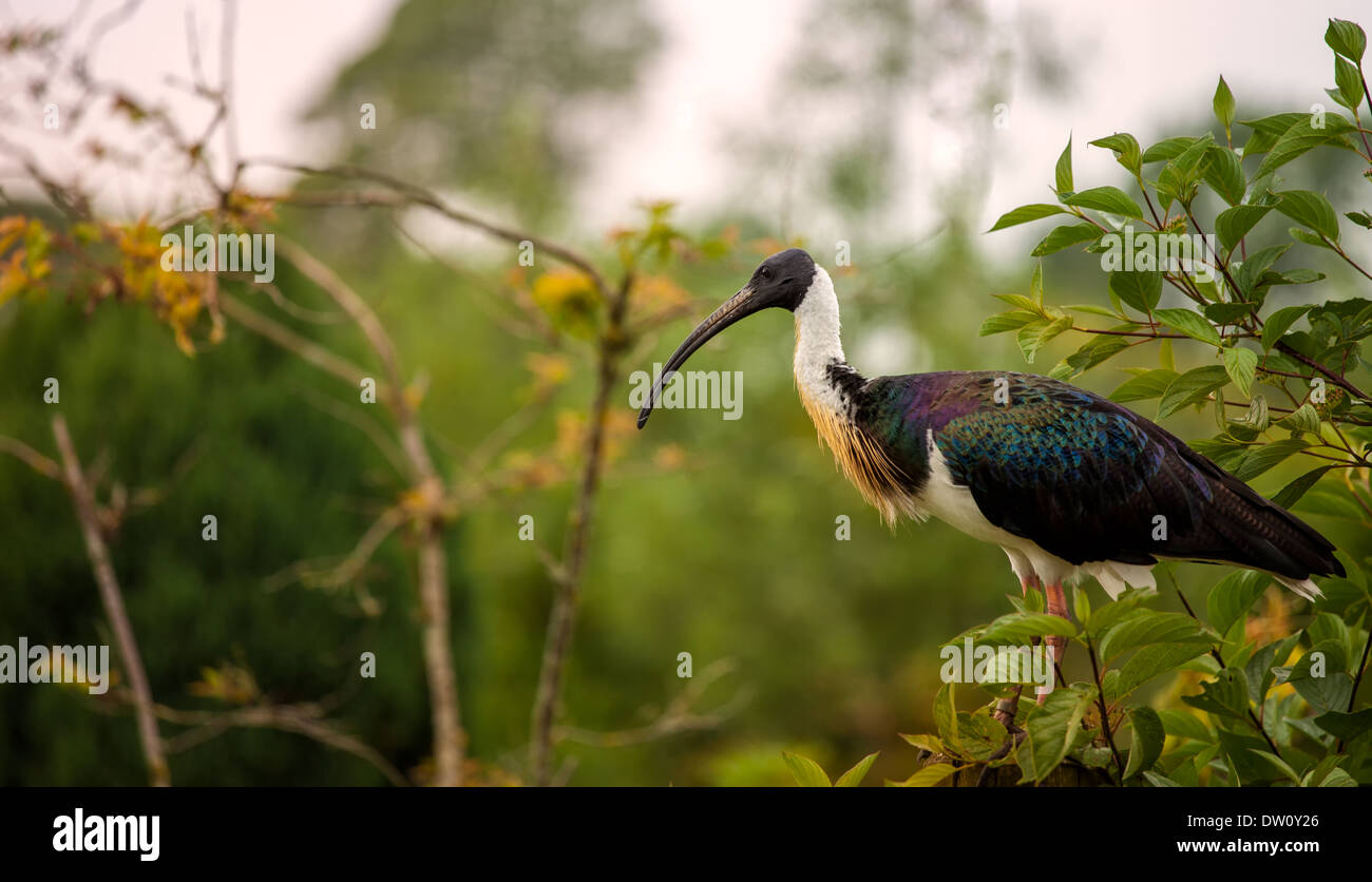 A COLLO SMERIGLIATO Ibis in piedi su un recinto di crogiolarvi la mattina di sole a Blackbrook Zoological Bird Park. Il Porro England Regno Unito. Foto Stock