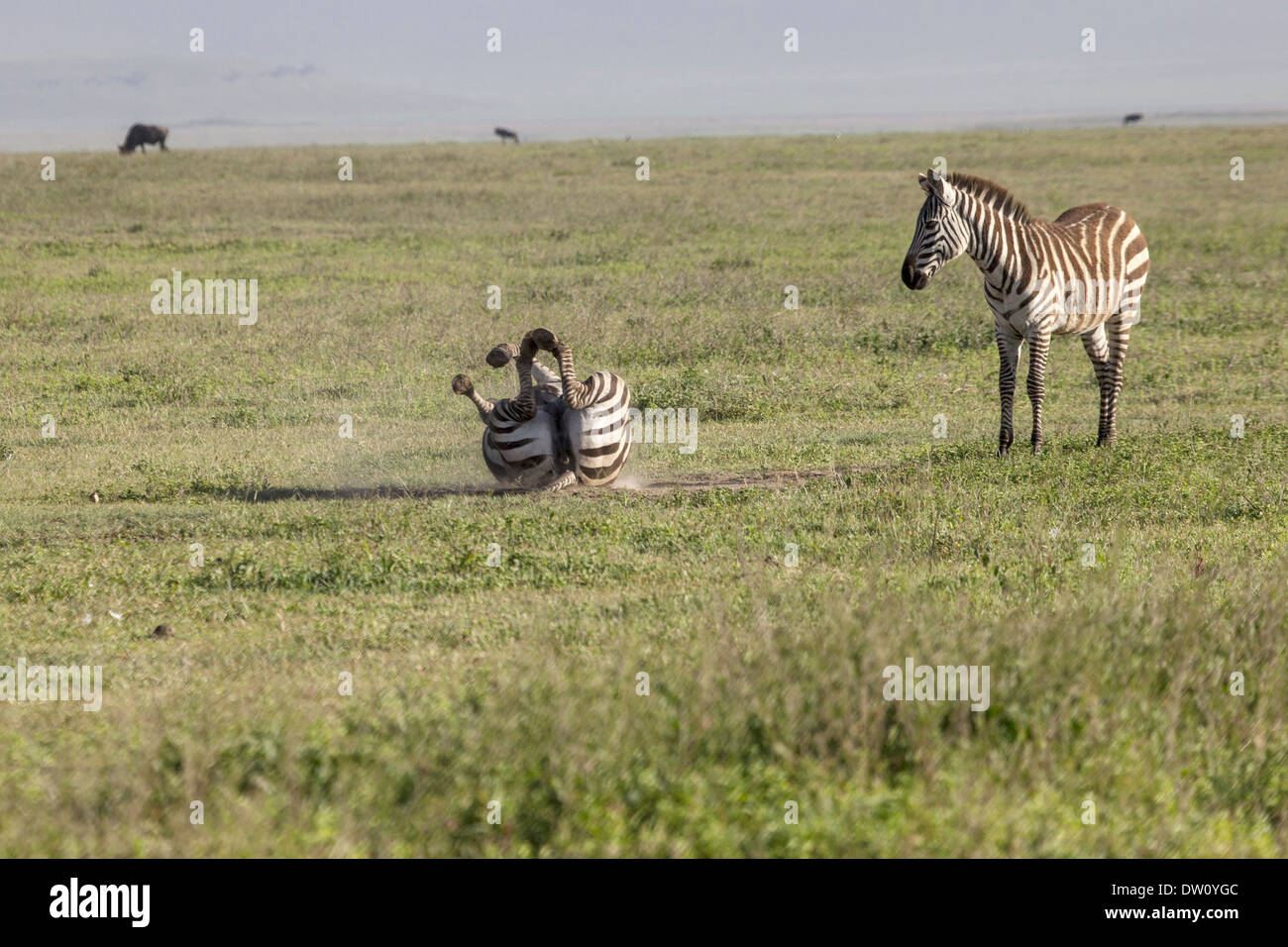 Zebre di rotolamento Foto Stock
