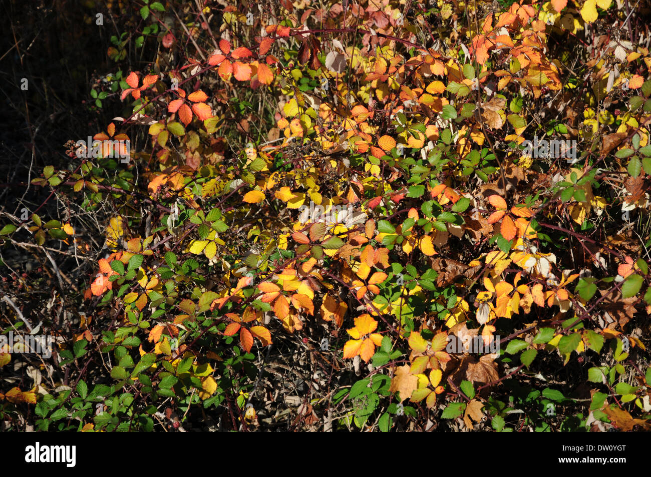 Bacca nera Foto Stock