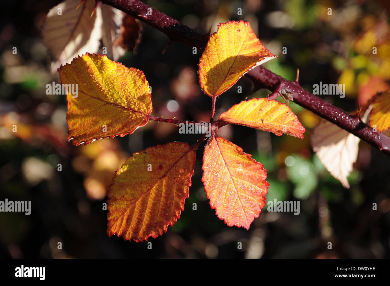Bacca nera Foto Stock