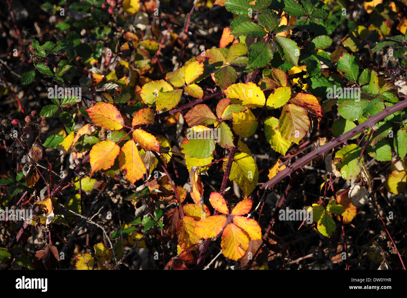 Black Berry arbusto Foto Stock