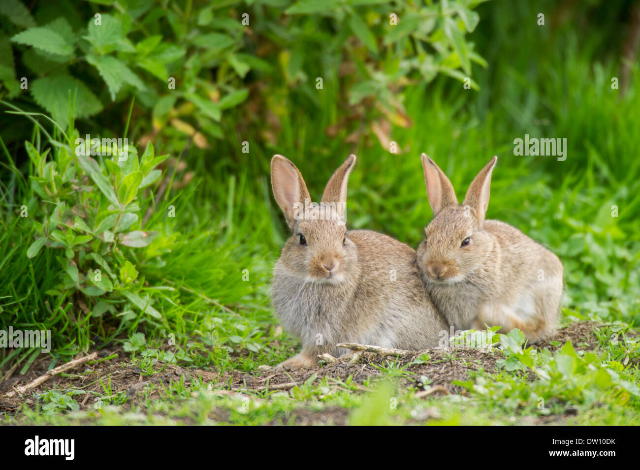 Coppia di conigli seduti insieme. Foto Stock