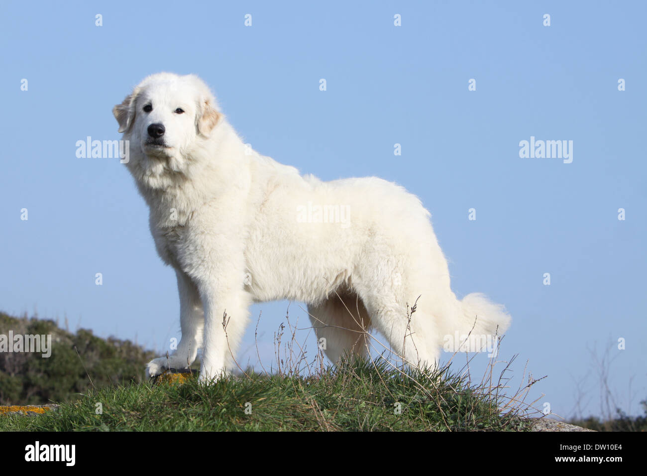 Montagna dei pirenei cane / adulti in piedi in un prato Foto Stock