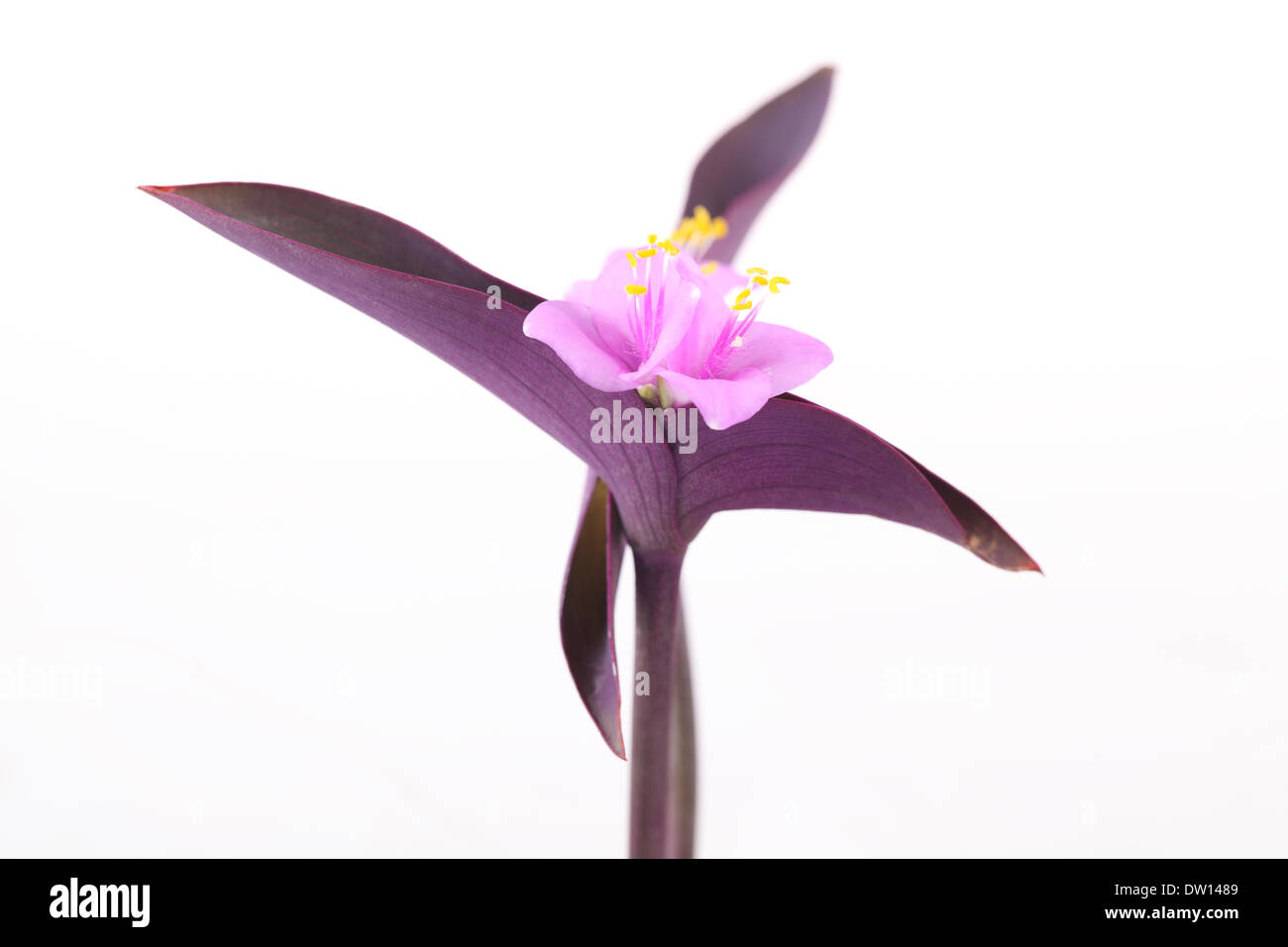 Viola dayflower comune erba Foto Stock