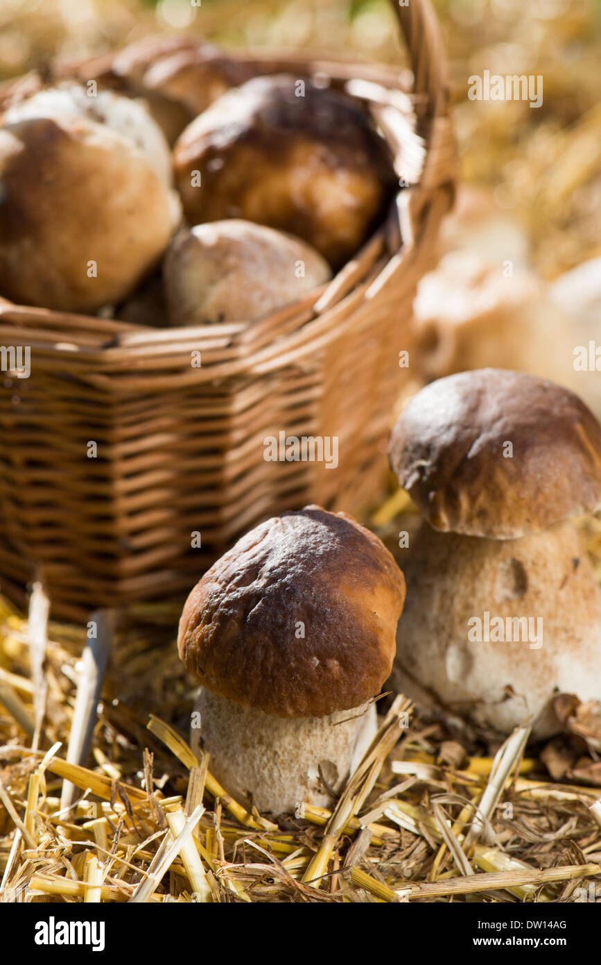 Raccolti di fresco funghi sulla paglia Foto Stock