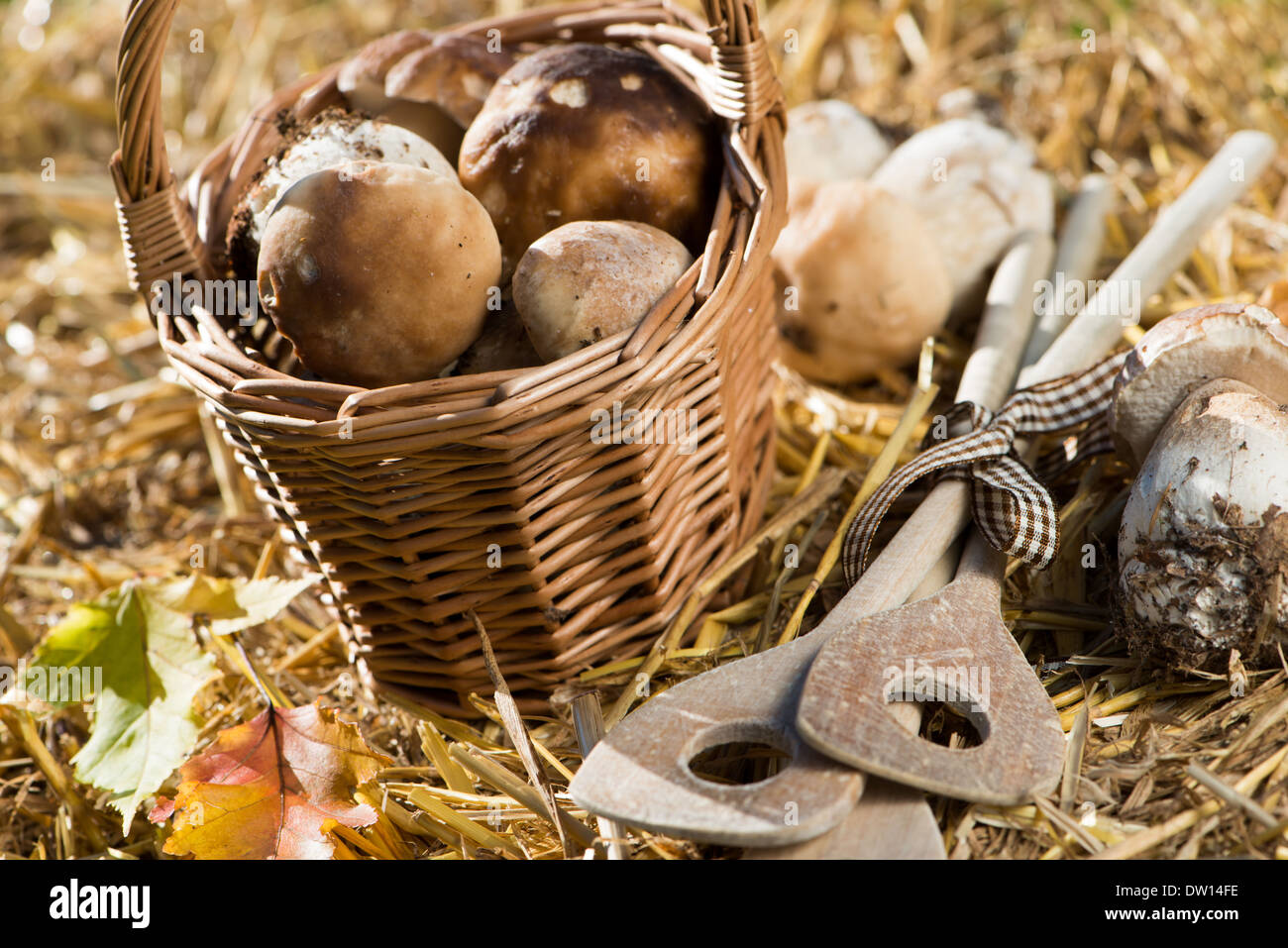 Raccolti di fresco funghi sulla paglia Foto Stock