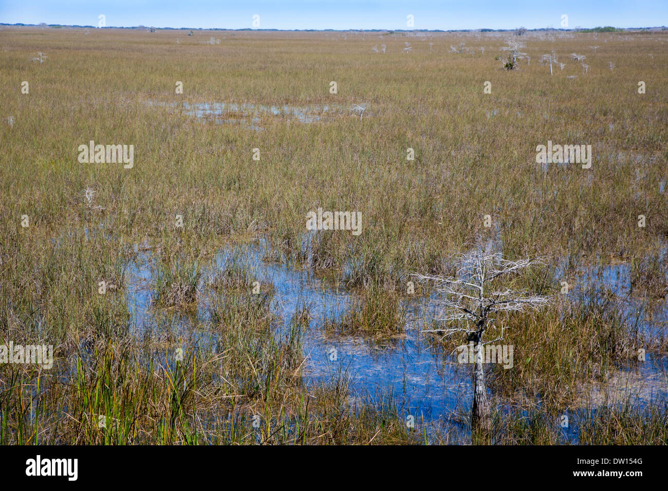 Parco nazionale delle Everglades, Florida - il 'Fiume di erba' in Everglades. Foto Stock