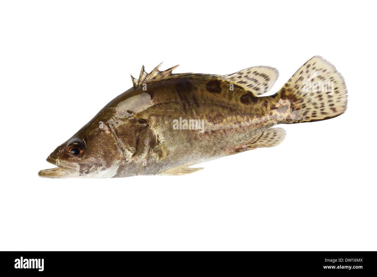 pesce mandarino Foto Stock