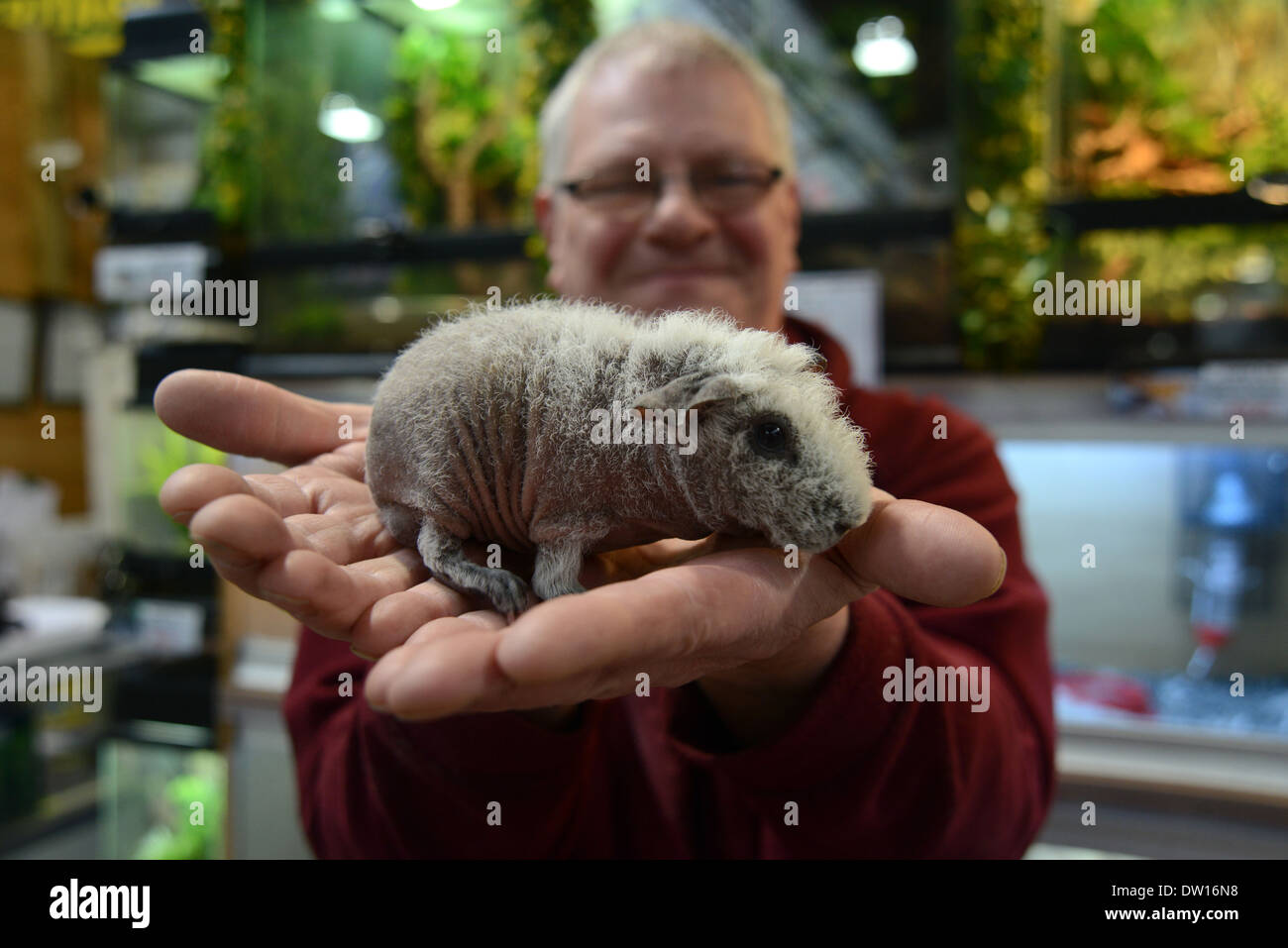 Un uomo che lavora in un centro giardino nella foto tenendo un glabre Cavia o 'Skinny suino", Hassocks, East Sussex, Regno Unito. Foto Stock