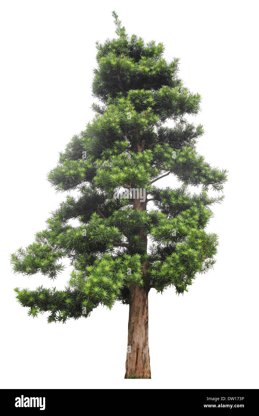 Podocarpus isolato su bianco Foto Stock