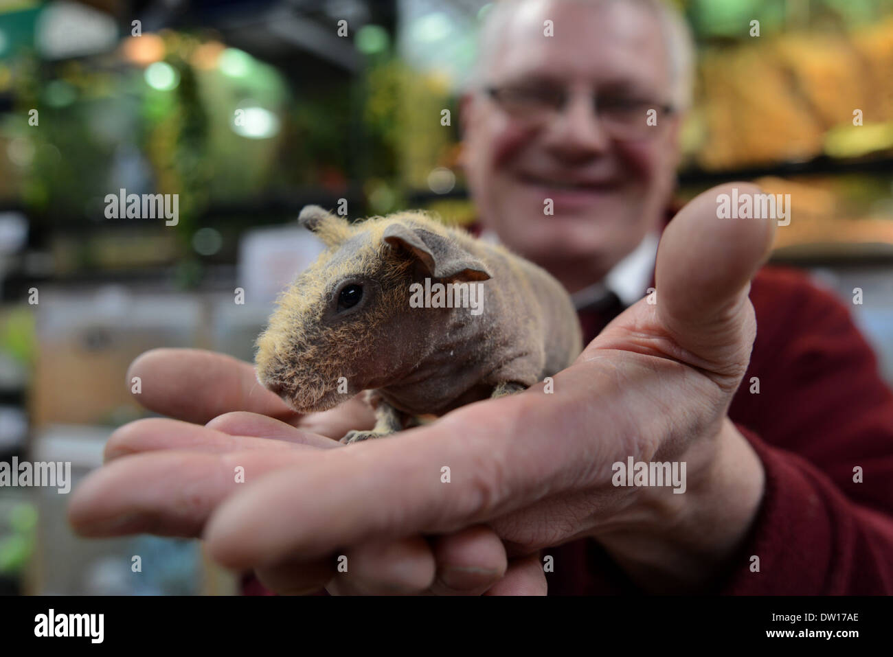 Un uomo che lavora in un centro giardino nella foto tenendo un glabre Cavia o 'Skinny suino", Hassocks, East Sussex, Regno Unito. Foto Stock