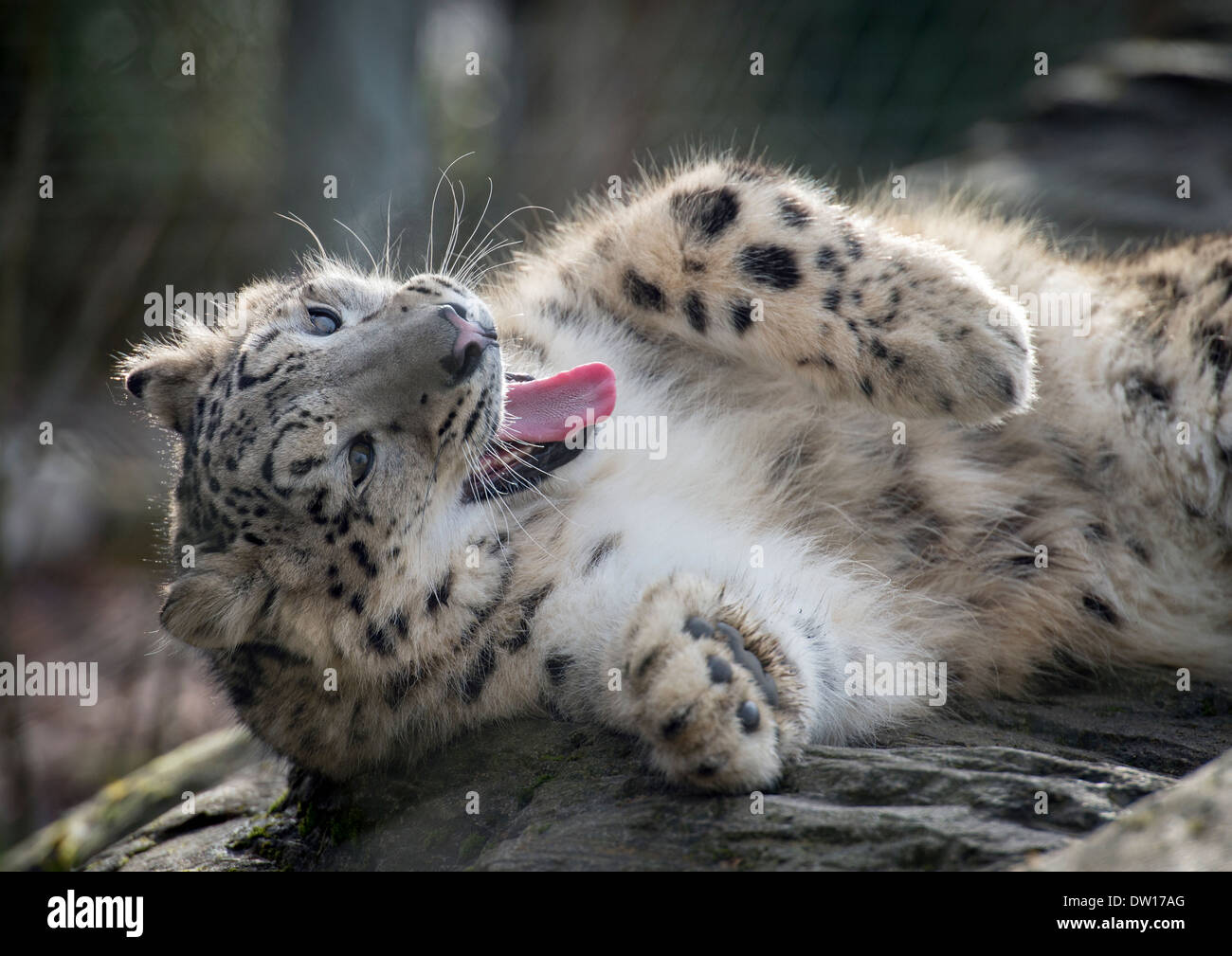 Maschio di snow leopard cub giacente su rocce Foto Stock