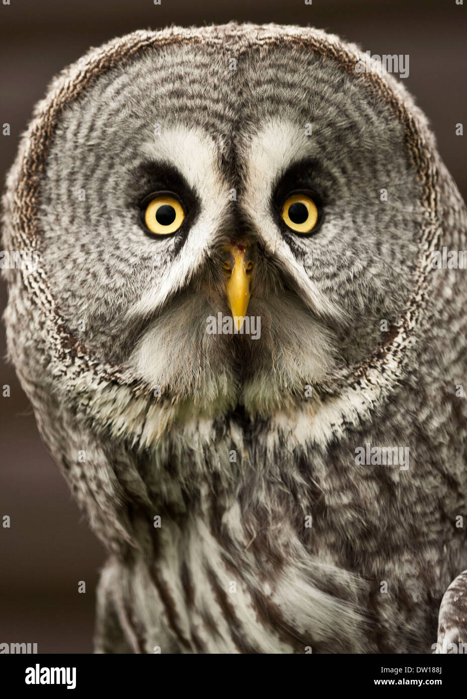 Grande Grigio Allocco (Strix nebulosa) Foto Stock