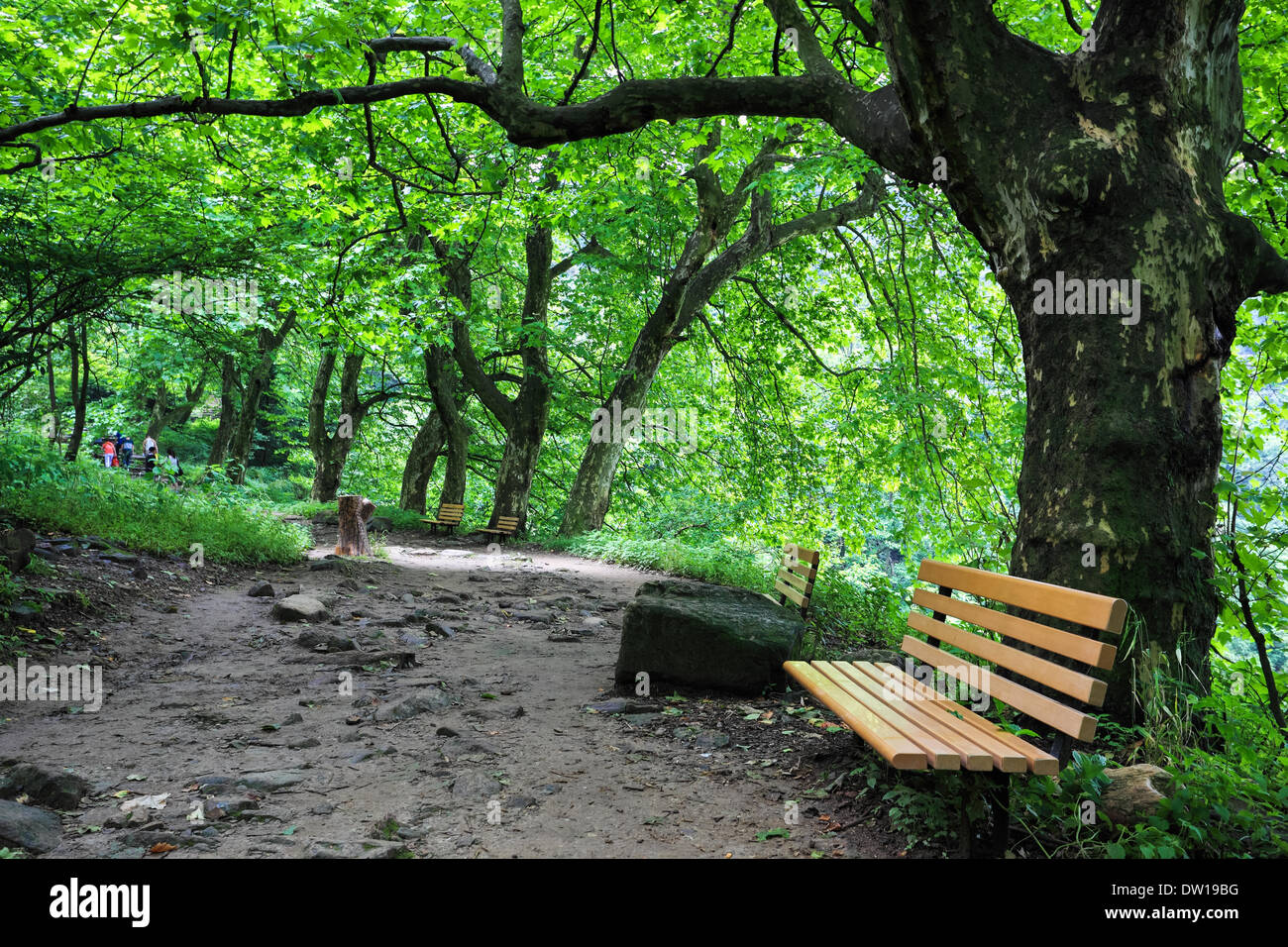 Il verde sentiero di montagna Foto Stock