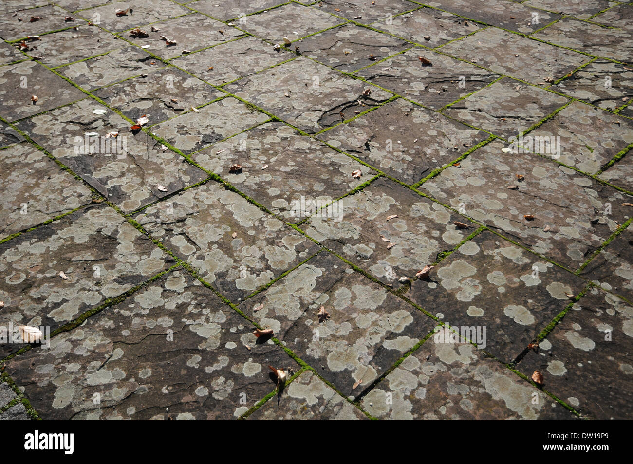 Porphyr-marciapiede con il lichen Foto Stock