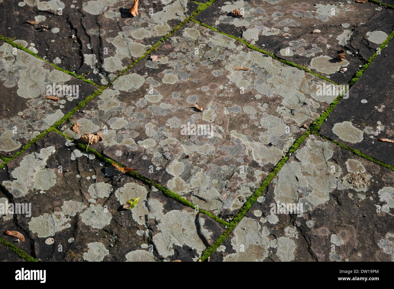 Il Lichen sulla pavimentazione in porfido Foto Stock