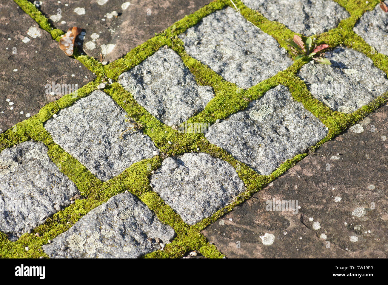 Marciapiede con moss Foto Stock