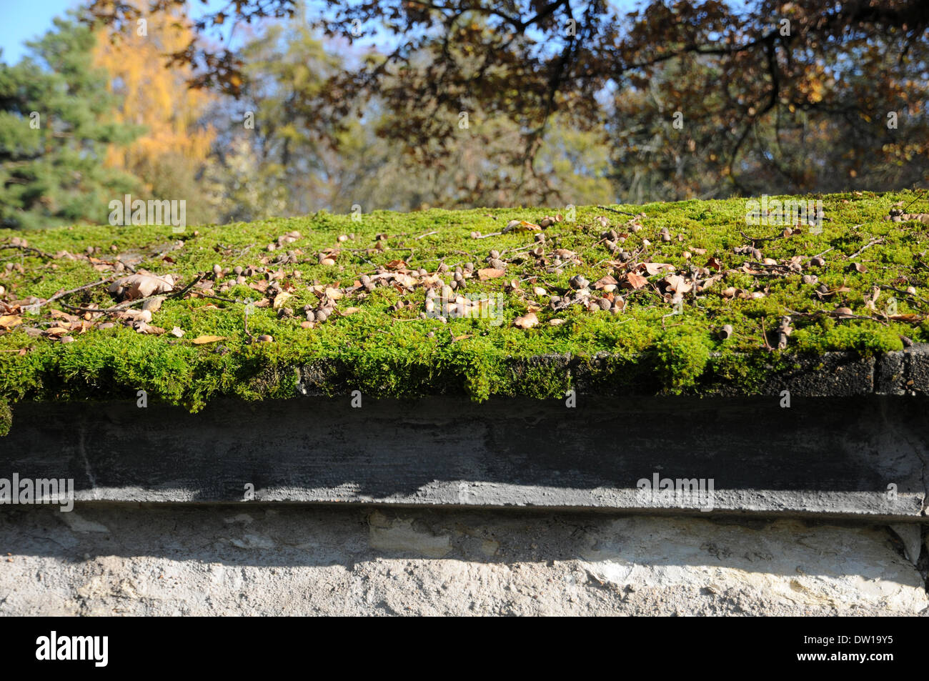 Verde muschio su una parete da giardino Foto Stock