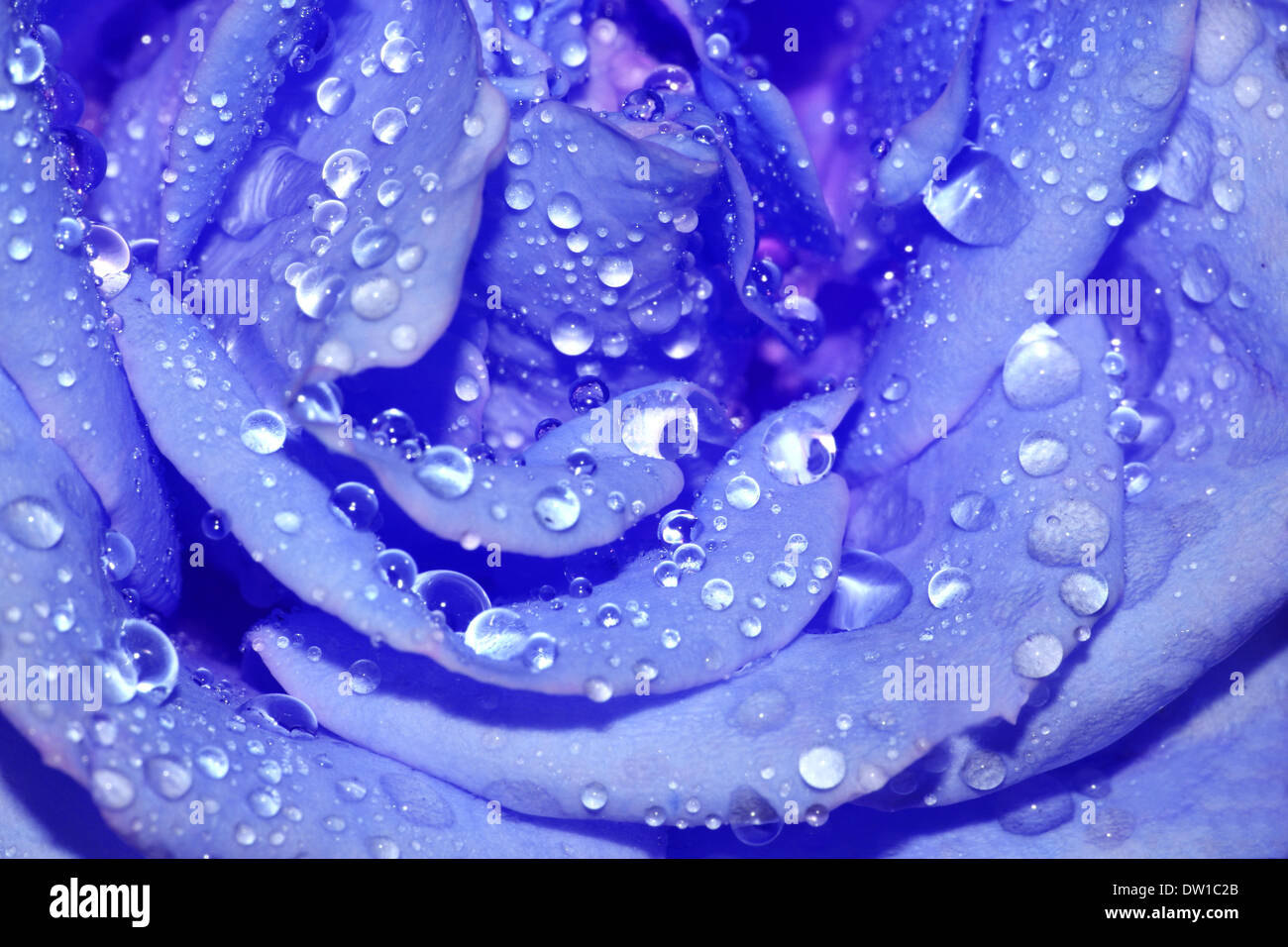 Close-up rosa blu con gocce di acqua Foto Stock