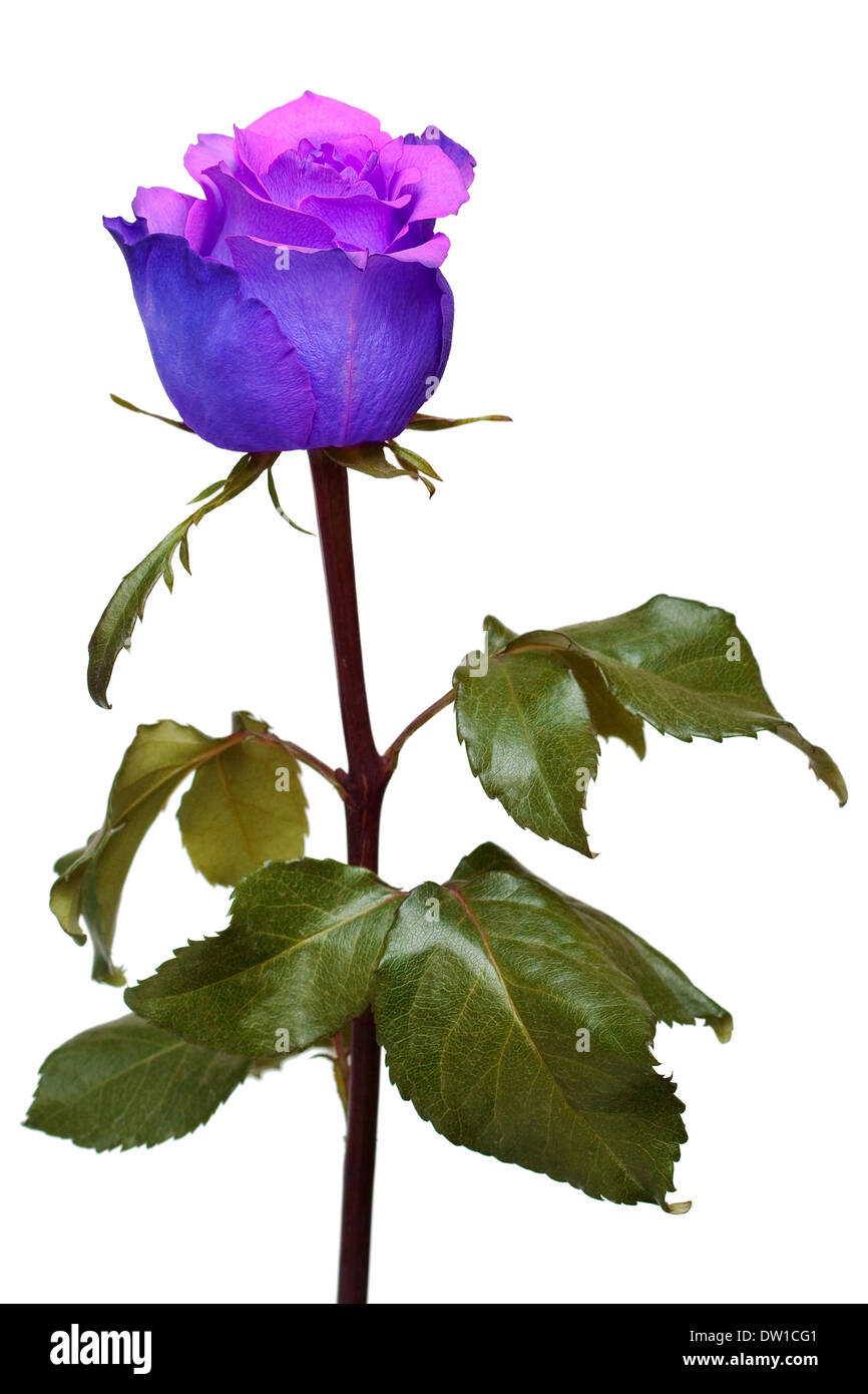 Rosa blu isolato su sfondo bianco Foto Stock